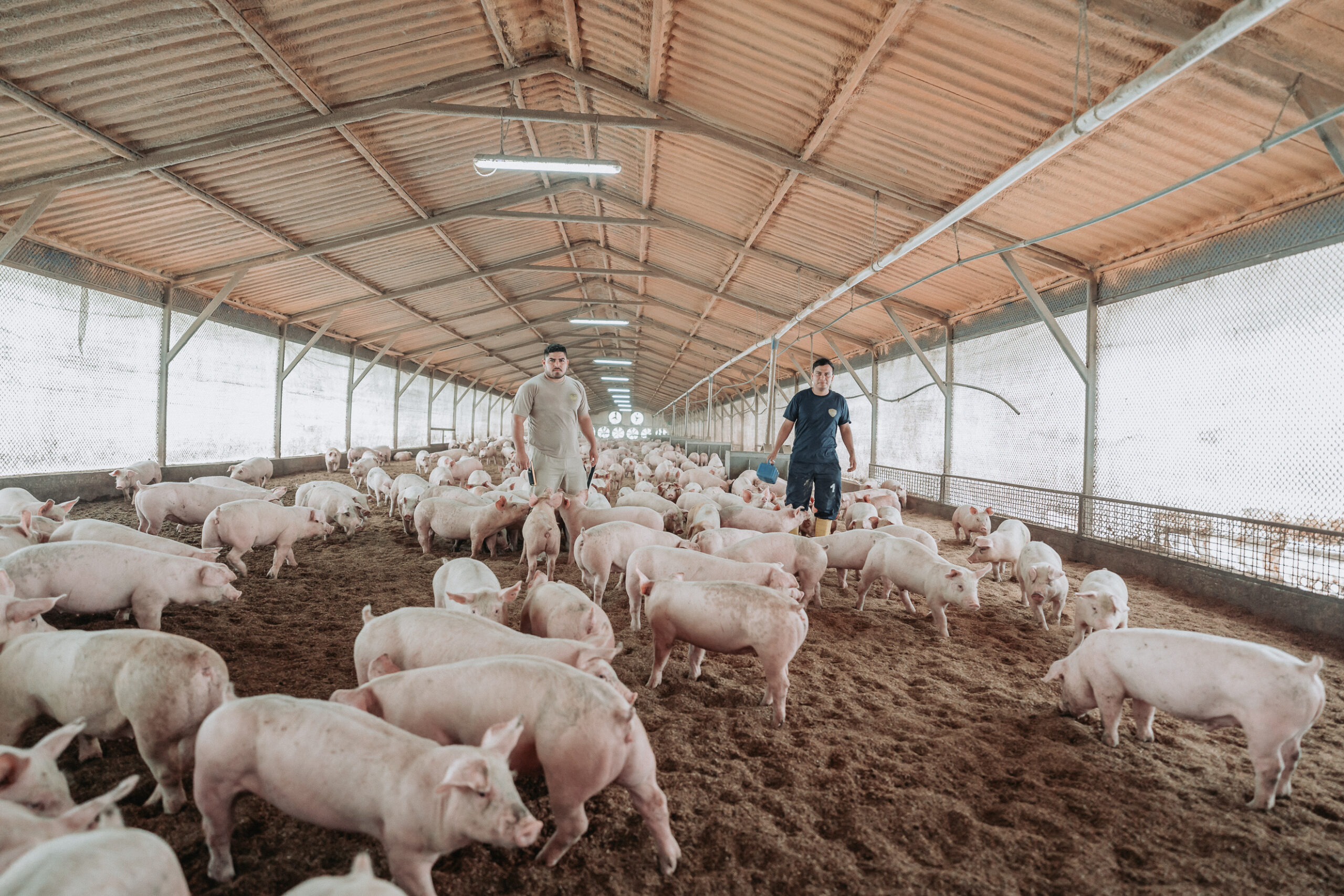 champion molino scaled